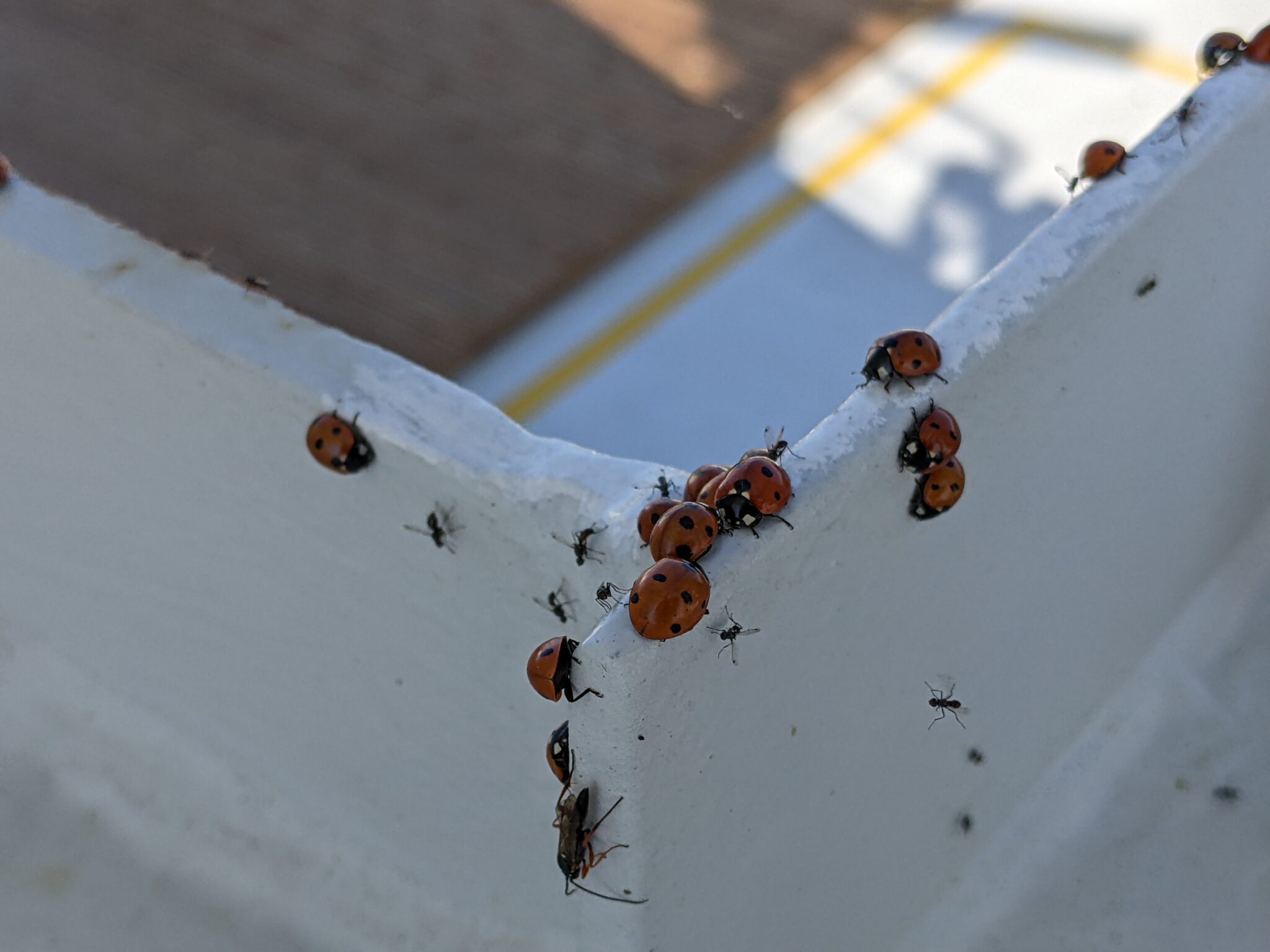 lievegeestbeestjes en mieren aan boord van container schip